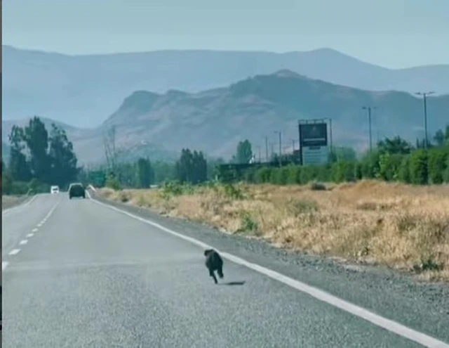 perro abandonado